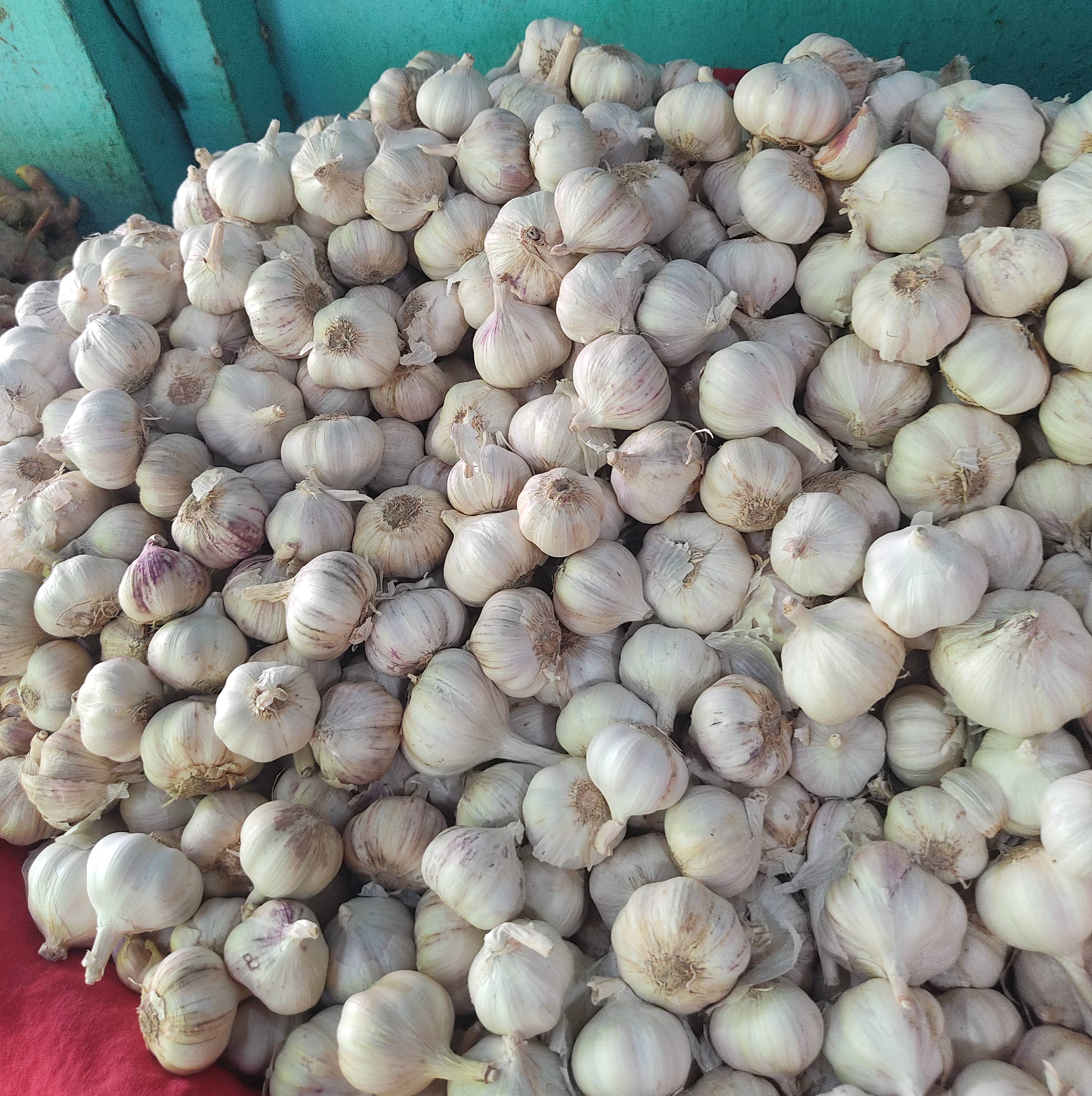 Lasun in Raver: Fresh and Aromatic Garlic from Shree Ganesh Sabji Bhandar -  - Buy Online at SWAPNIL SURESH PATIL