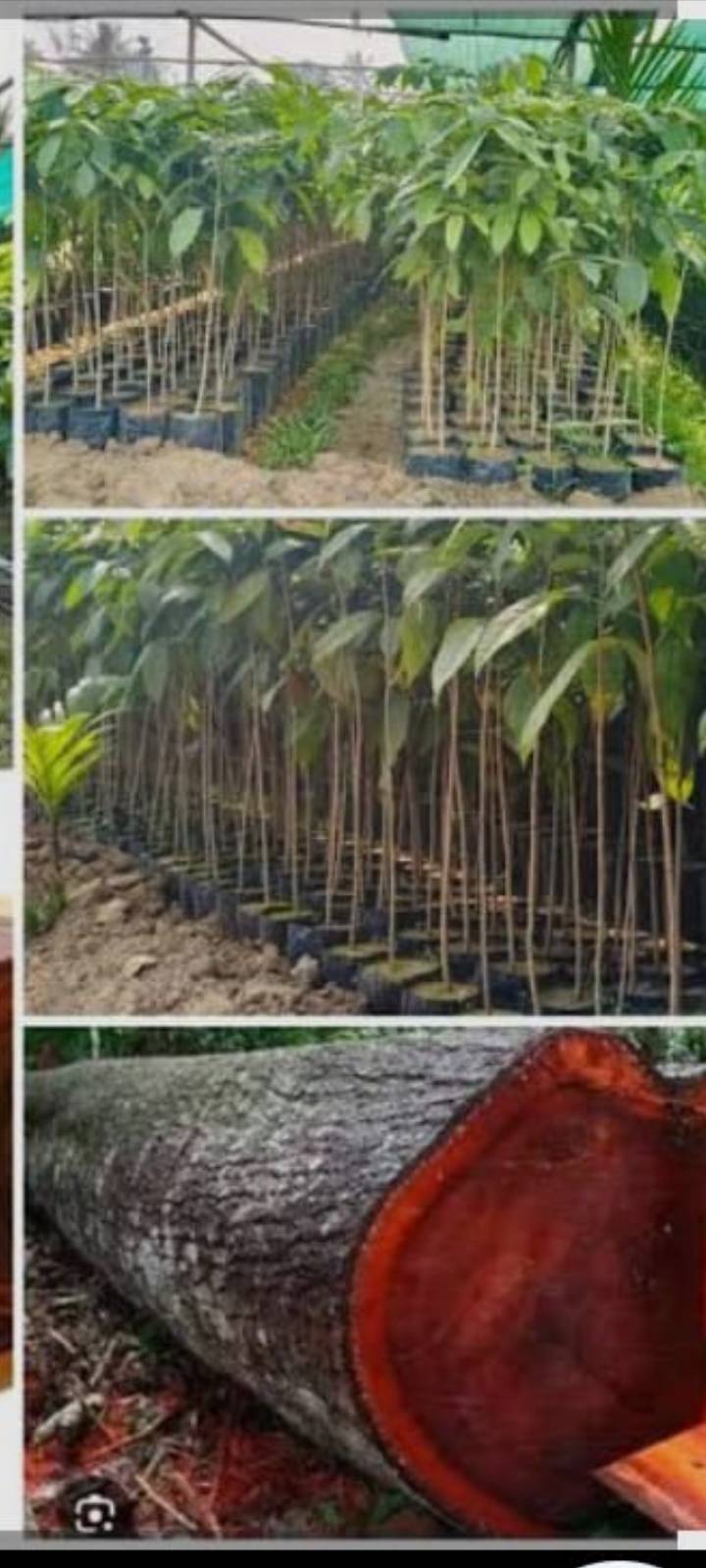  Red Sandalwood Saplings in Maholi Tira Hargaoan for Sustainable Forestry SHER KHAN PAUDHSHALA MAHOLI TIRAHAHARGAON LAKHIMPURROAD SITAPUR ROAD NEAR MOHALI TIRAHA HARGOAN