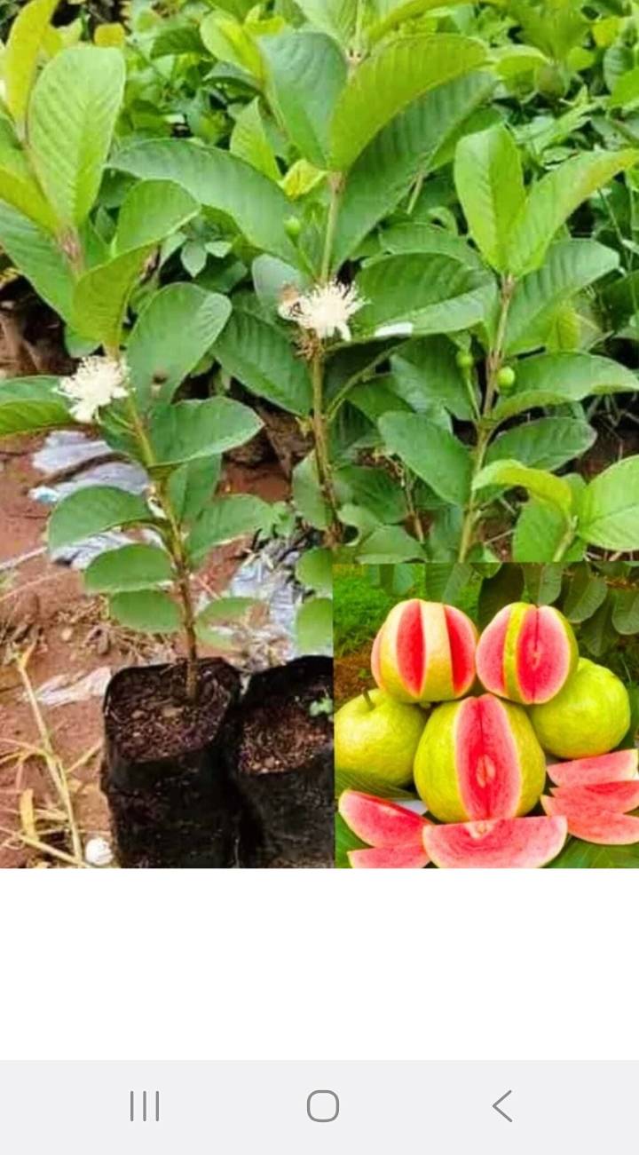 Pink Guava Plant in Maholi Tiraha Hargaon: Fast-Growing Home Garden Addition SHER KHAN PAUDHSHALA MAHOLI TIRAHAHARGAON LAKHIMPURROAD SITAPUR ROAD NEAR MOHALI TIRAHA HARGOAN