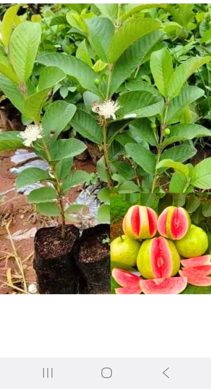 Pink Guava Plant in Maholi Tiraha Hargaon: Fast-Growing Home Garden Addition - Image 1