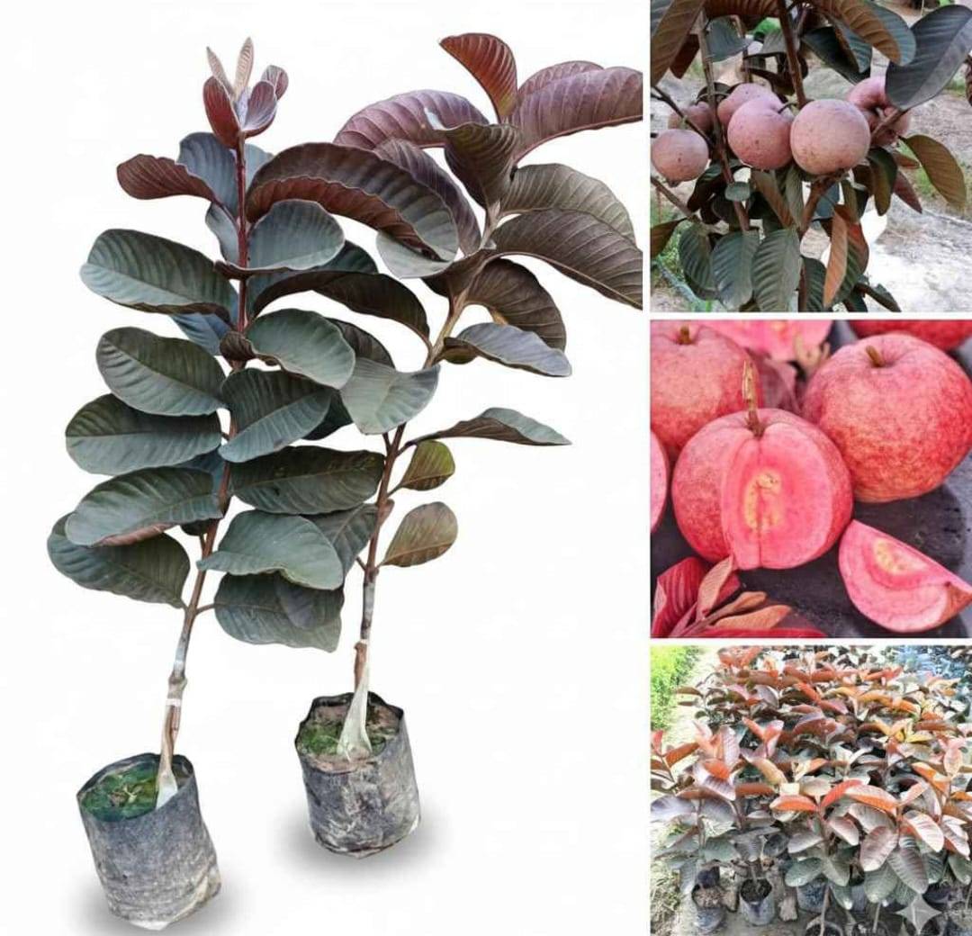  Gardening Red Guava Plant in Maholi Tira Hargaon - Sweet Pink-Fleshed Fruits SHER KHAN PAUDHSHALA MAHOLI TIRAHAHARGAON LAKHIMPURROAD SITAPUR ROAD NEAR MOHALI TIRAHA HARGOAN