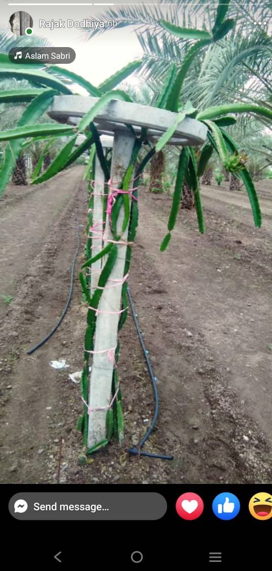 Dragon Fruit Plant in Sitapur Road with Concrete Support for Healthy Growth -  - Buy Online at SHER KHAN PAUDHSHALA