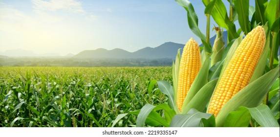 Organic Maze Corn in Moza Patti Vishanpur - Healthy Food Choice -  - Buy Online at MAHALAKSHMI TRADERS