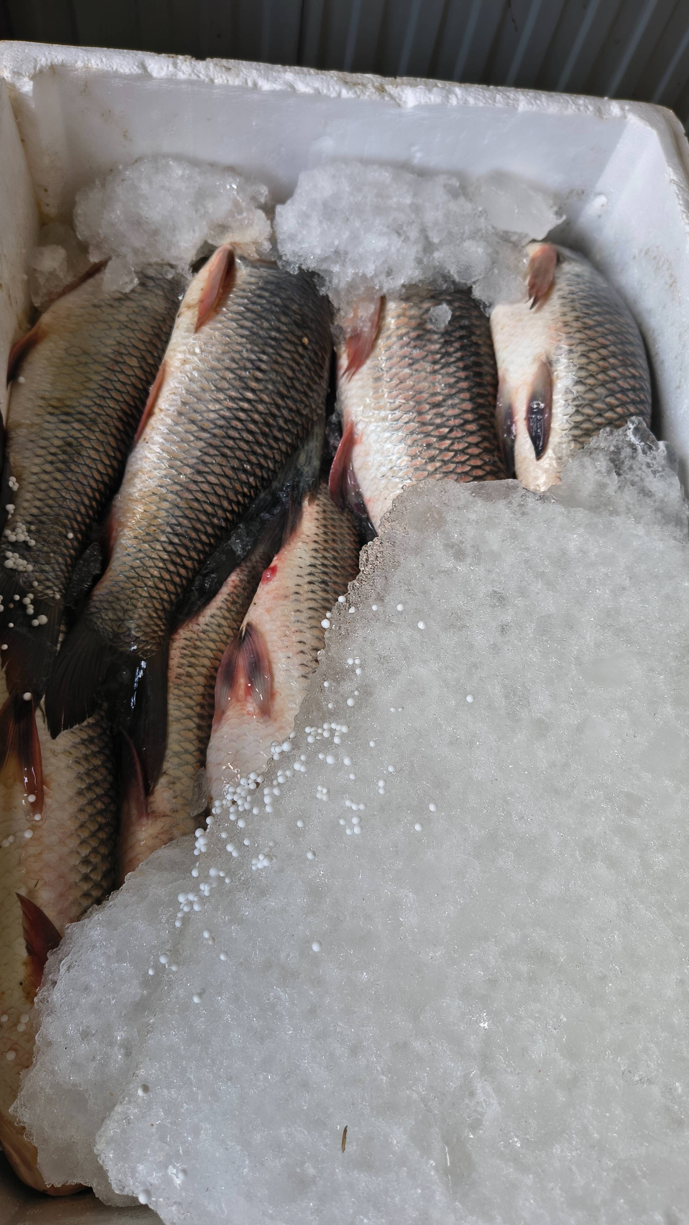 Fresh Rohu Fish in Mongshangei - High-Quality and Delicious -  - Buy Online at SOUGRAKPAM ROJIT SINGH