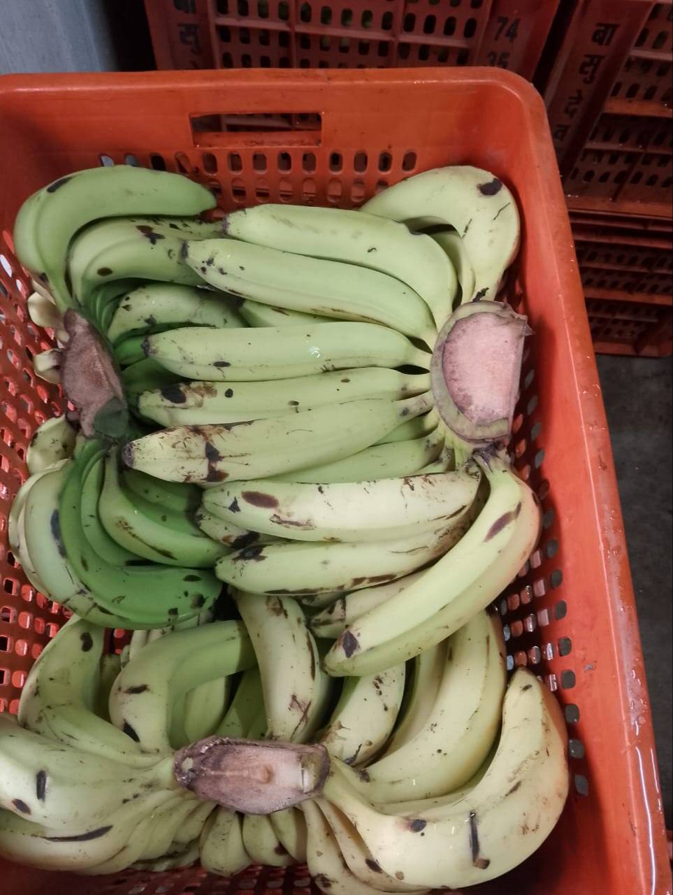 Banana in Basti: Fresh and Nutritious Fruit -  - Buy Online at BASHUDEV FRUIT COMPANY