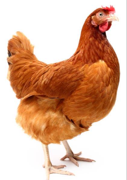 Chicken Cutting in C O Mashida -  - Buy Online at JULFI SAHANI