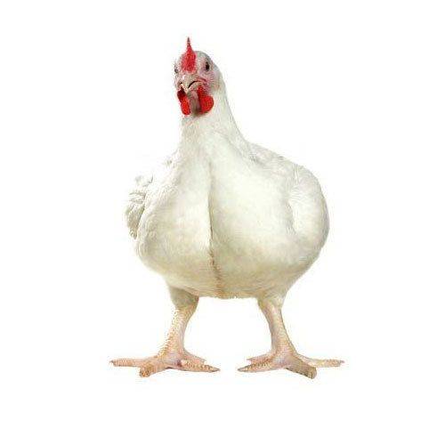 Live Broiler Chicken in East Godavari - Healthy Meat for Sale -  - Buy Online at SURYA CHICKEN AND TRADERS