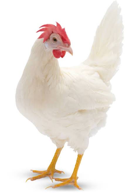  Live White Leghorn Chicken in East Godavari - Ideal for Egg Production SURYA CHICKEN AND TRADERS DOOR NO 4 25 NEAR  POLICE STATION  GOKAVARAM VILLAGE EAST GODAVARI DISTRICT 533286LANDMARK Near Police Station