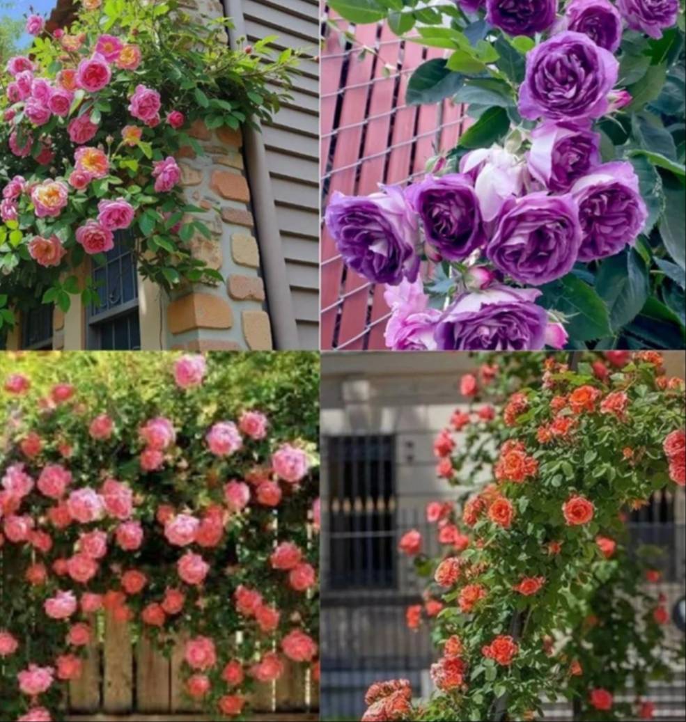 Mix Hybrid Climbing Rose Flower Seeds in Chandrakona Town - Beautiful 21 Seed Pack -  - Buy Online at DIP MAJHI