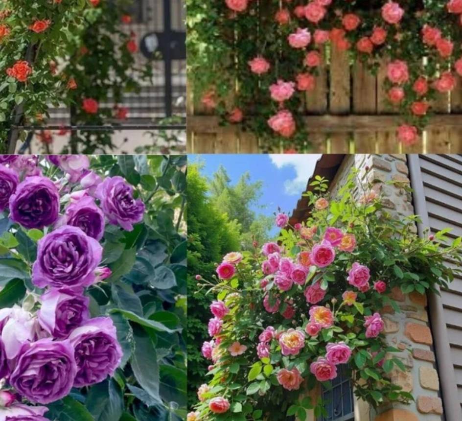 Mix Hybrid Climbing Rose Flower Seeds in Chandrakona Town - Beautiful 21 Seed Pack - Image 1