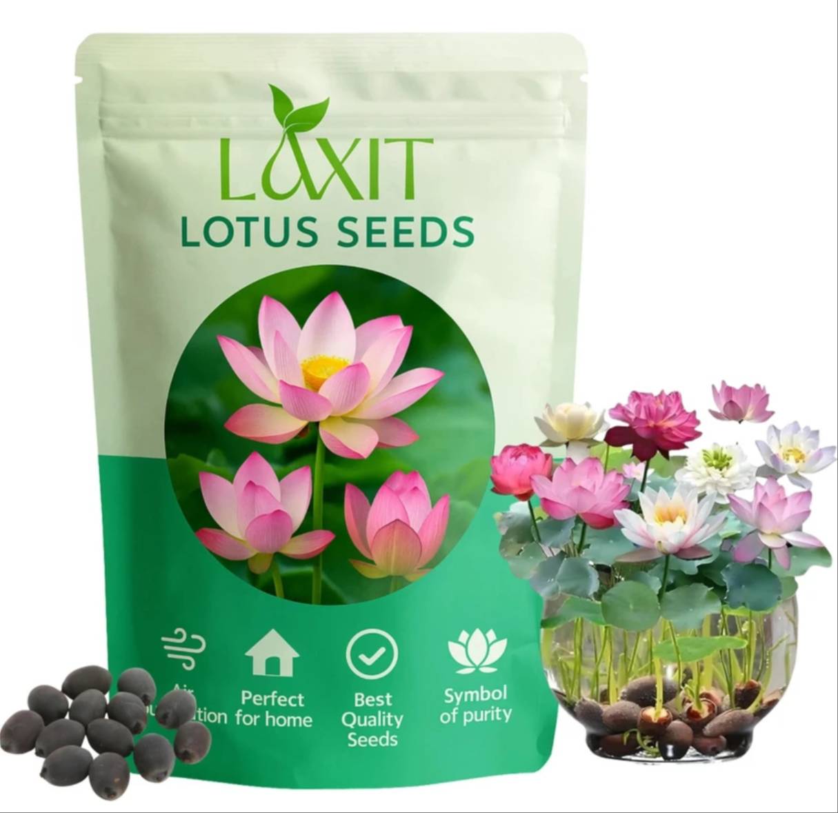 Lotus Home Garden High-Quality Flower Seeds - lotus seeds for home lotus flower seeds in chandrakona town high-quality seeds - Buy Online at DIP MAJHI