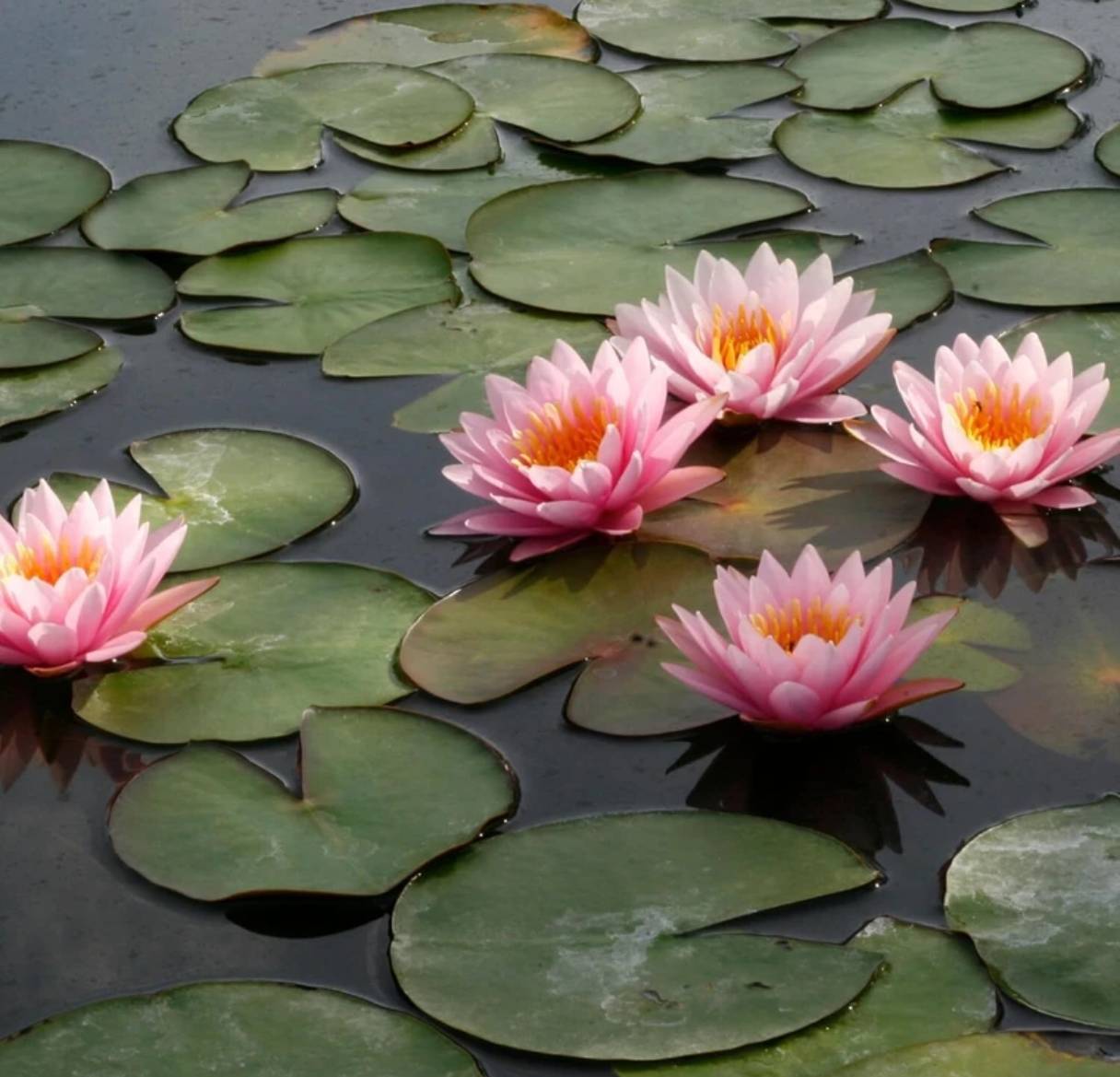 Lotus Home Garden High-Quality Flower Seeds - Image 1