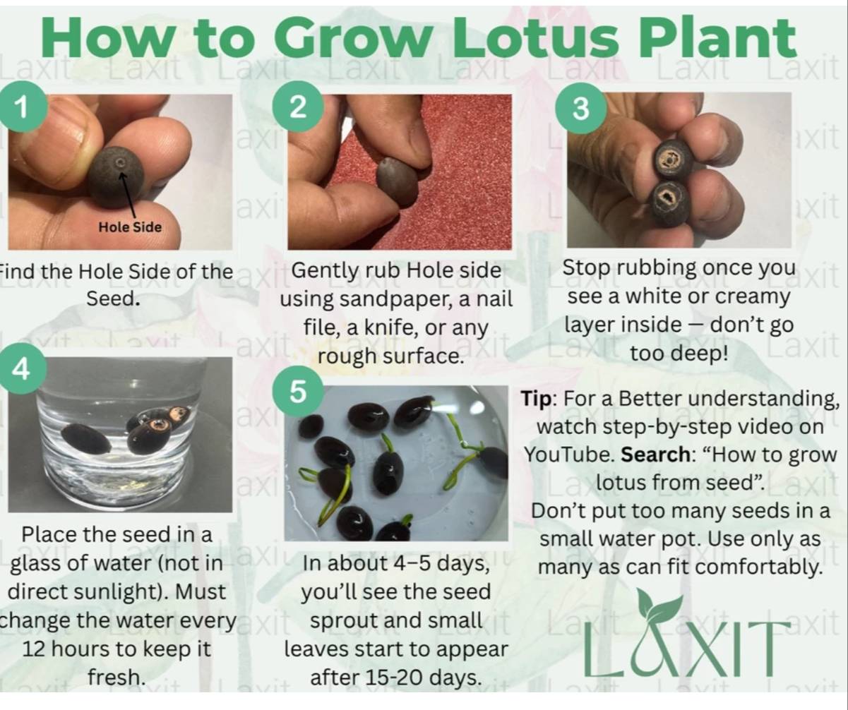 Lotus Home Garden High-Quality Flower Seeds - Image 2