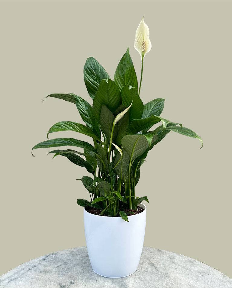 Indoor Plant: Peace Lily in Rk Fertilizers Seeds Oinam Sawombung Wangoi near Imphal Barrage Dam -  - Buy Online at R K FERTILIZERS SEEDS AND POULTRY FEEDS