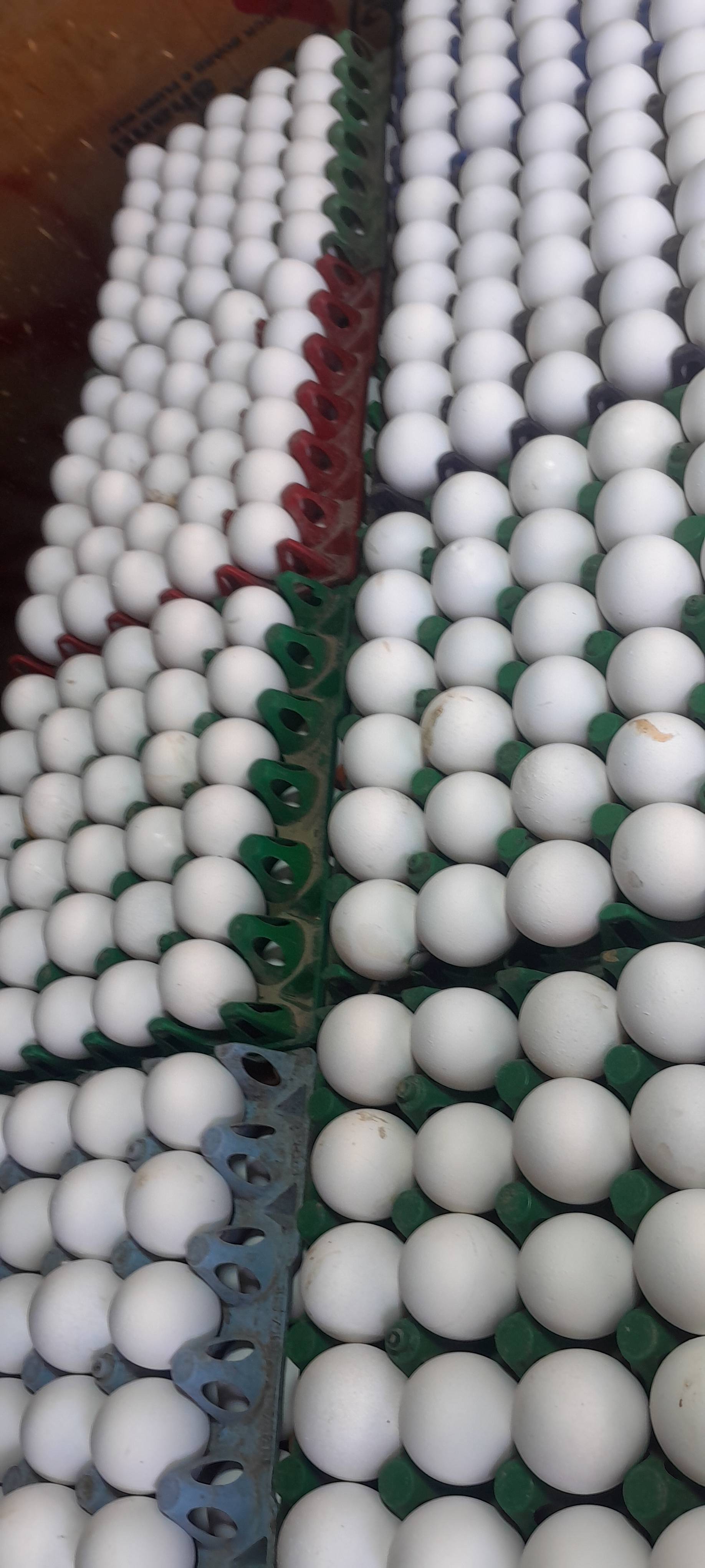 Eggcellent Eggs in Guddu Anda corner - Fresh & Nutritious -  - Buy Online at GUDDU EGG CENTRE