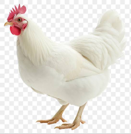 Poultry White Leghorn Chicken in Imphal West: Prolific Egg-Layer -  - Buy Online at ASHANGBAM BRAJAKUMAR SINGH