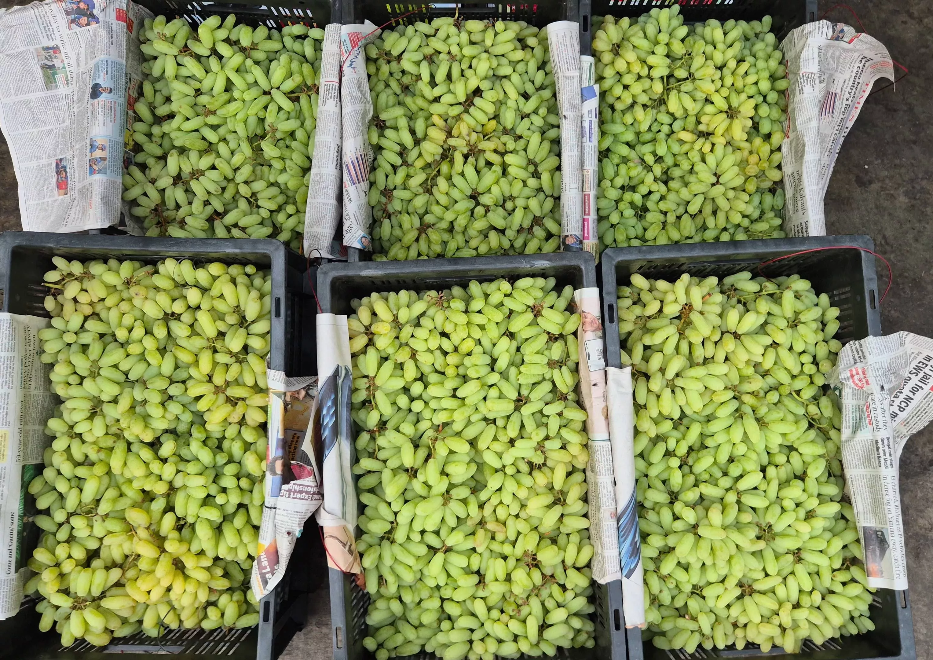 Wholesale Fruits Grapes in Purulia: Fresh and Juicy -  - Buy Online at SKT FRUITS CENTRE