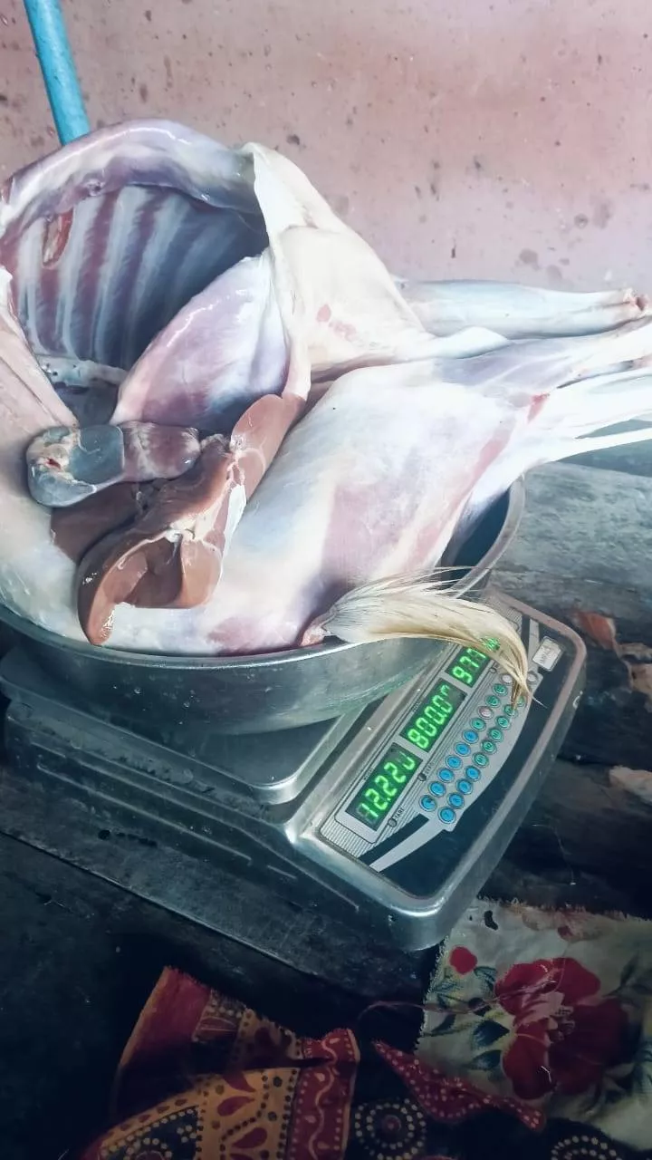 Fresh Goat Meat in Indore - Flavor-Rich Choice -  - Buy Online at MAWANE ENTERPRISES