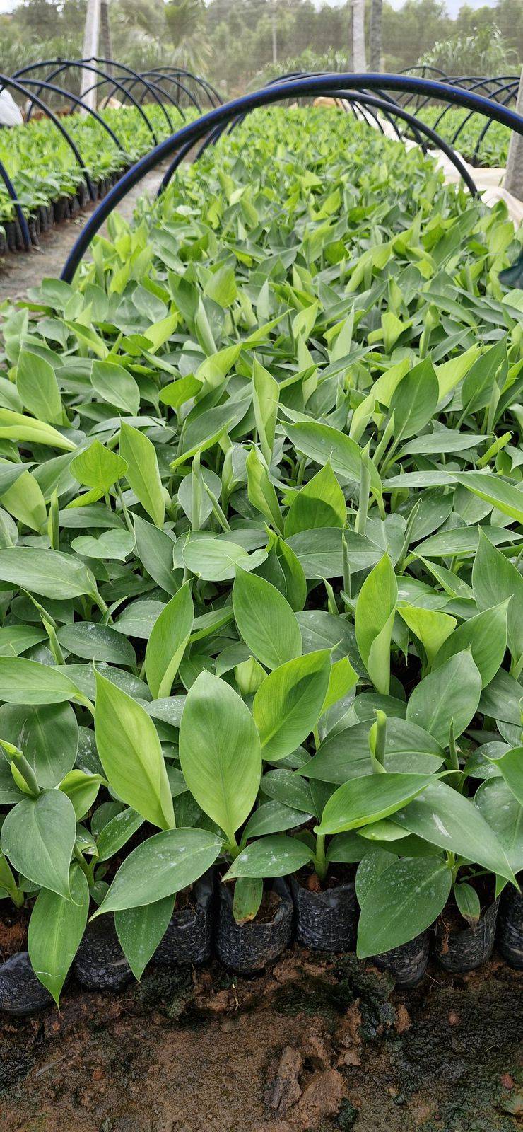 Banana Plants in Nawabganj - High-Quality G9 Variety for Premium Farmers -  - Buy Online at KISAN AGRO BIOTECH