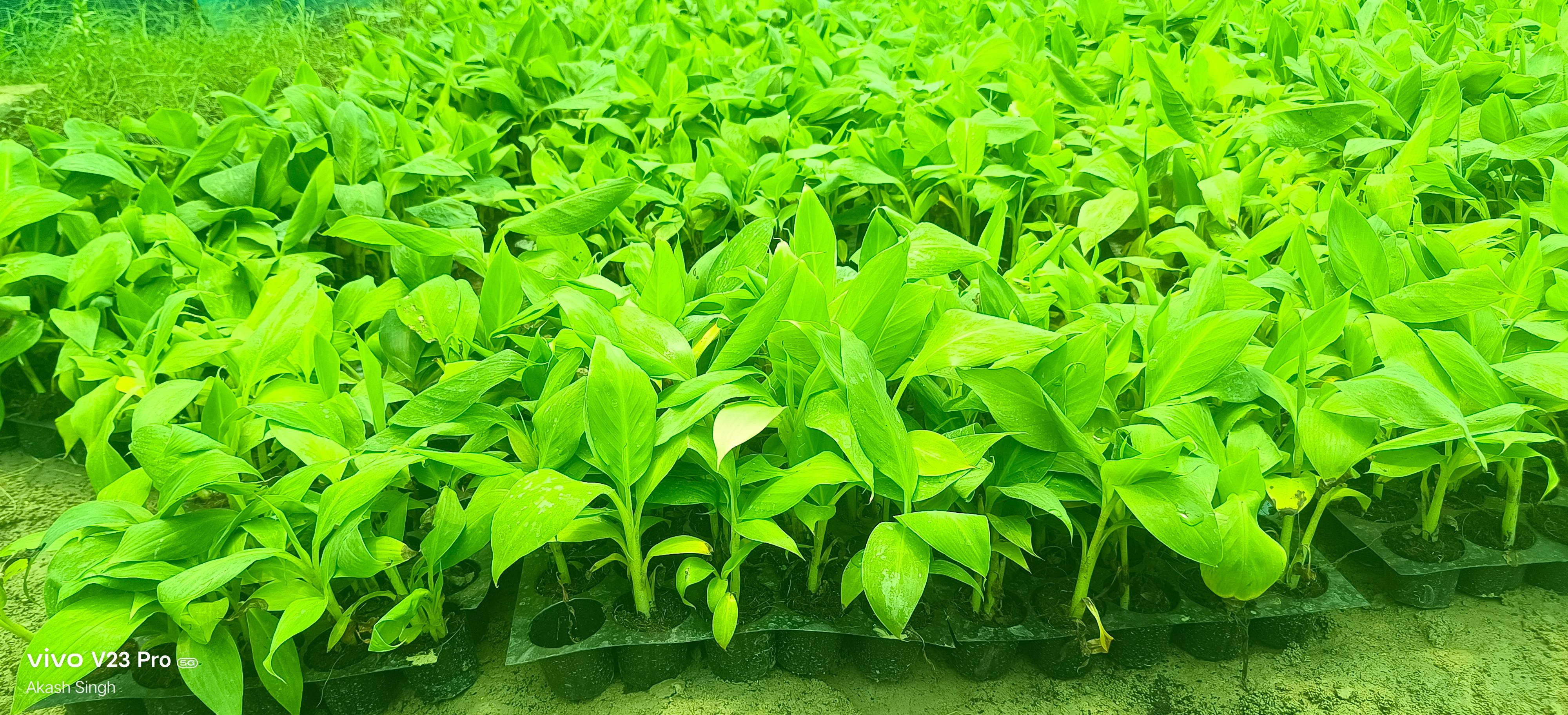 Banana Plants in Nawabganj - High-Quality G9 Variety for Premium Farmers - Image 1