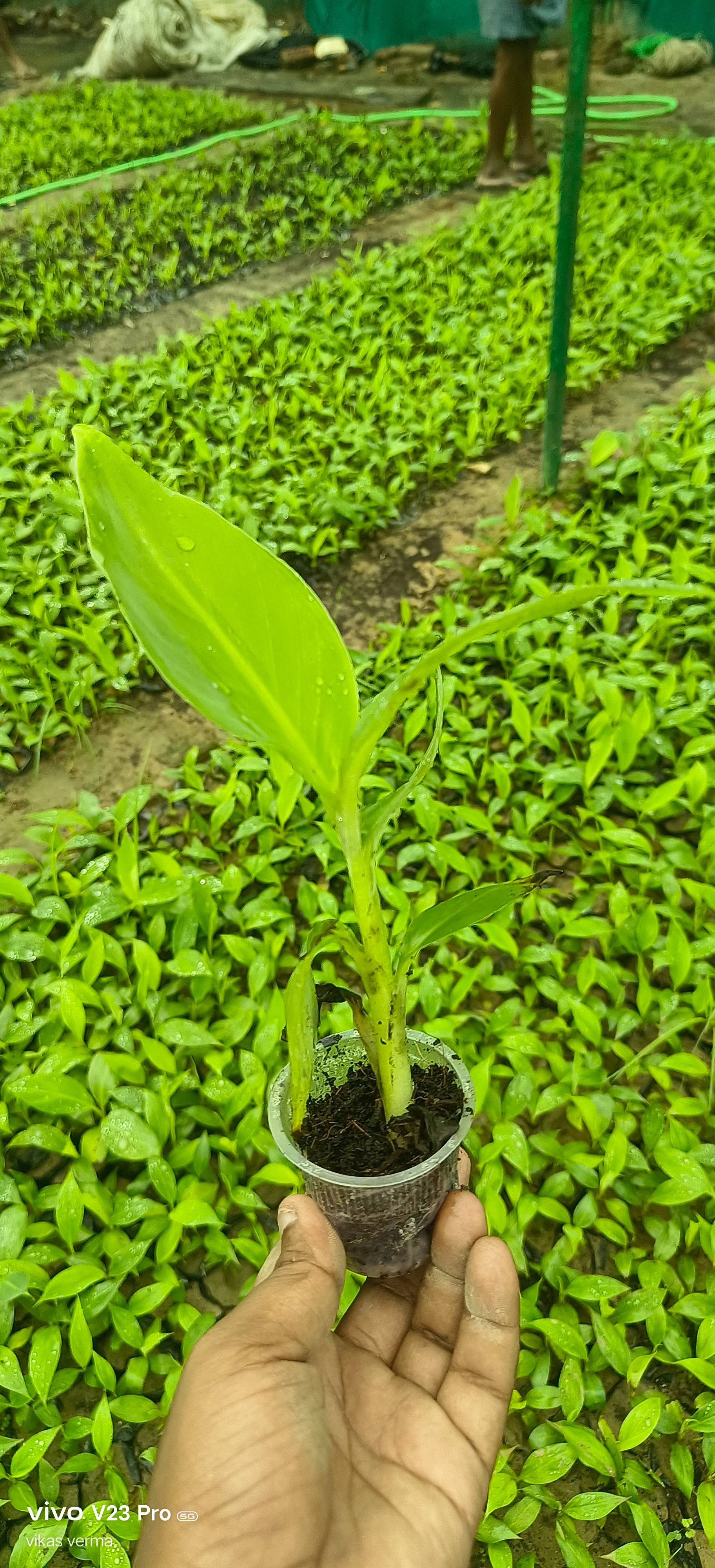 Banana Plants in Nawabganj - High-Quality G9 Variety for Premium Farmers - Image 2