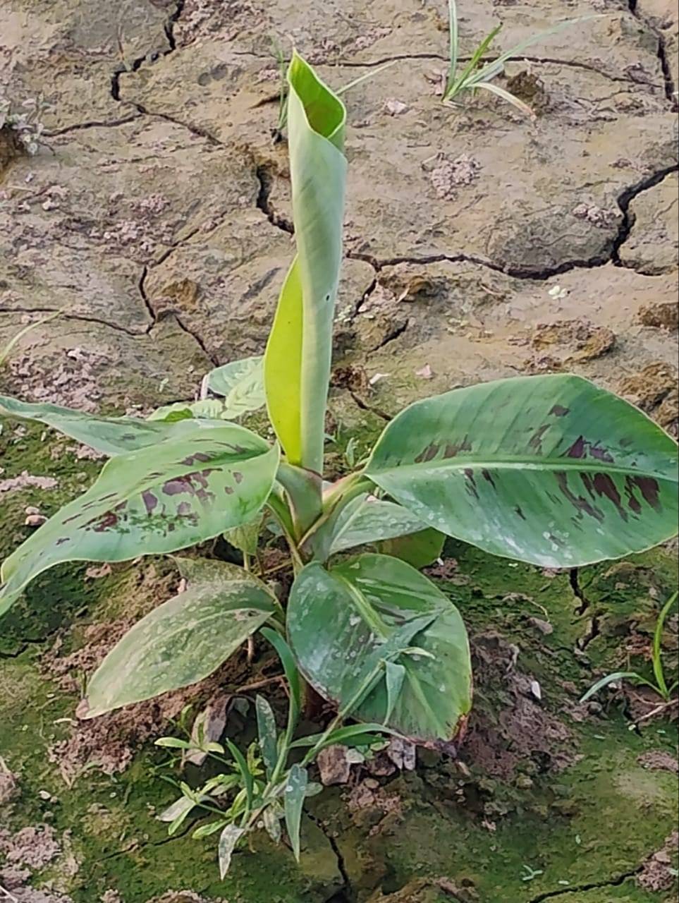 Banana Plants in Nawabganj - High-Quality G9 Variety for Premium Farmers - Image 3