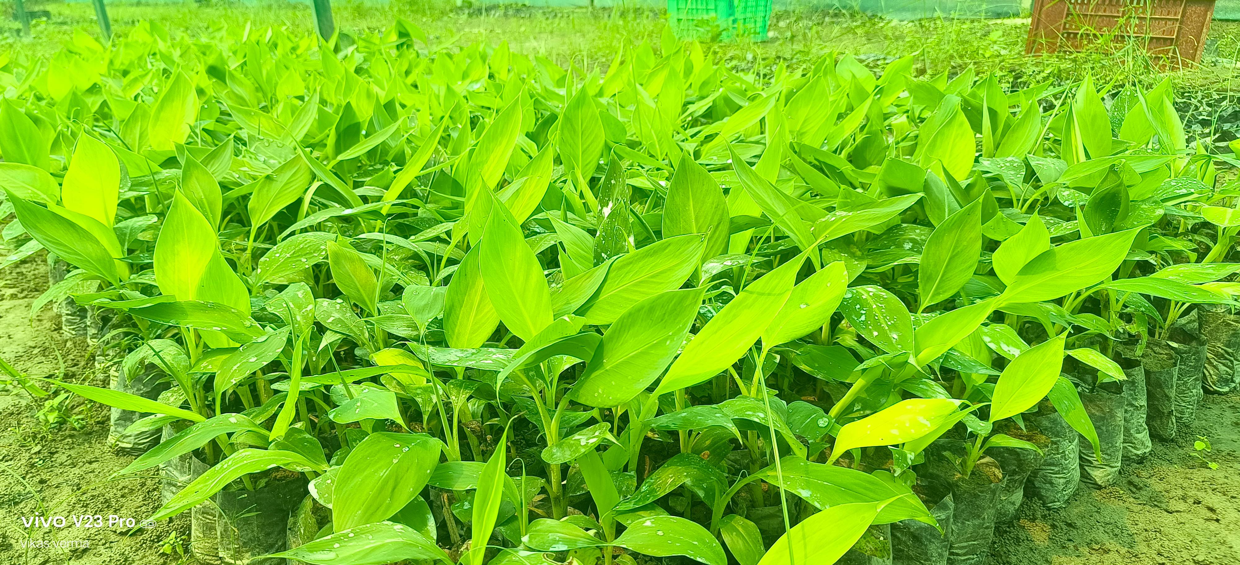 Banana Plants in Nawabganj - High-Quality G9 Variety for Premium Farmers - Image 4