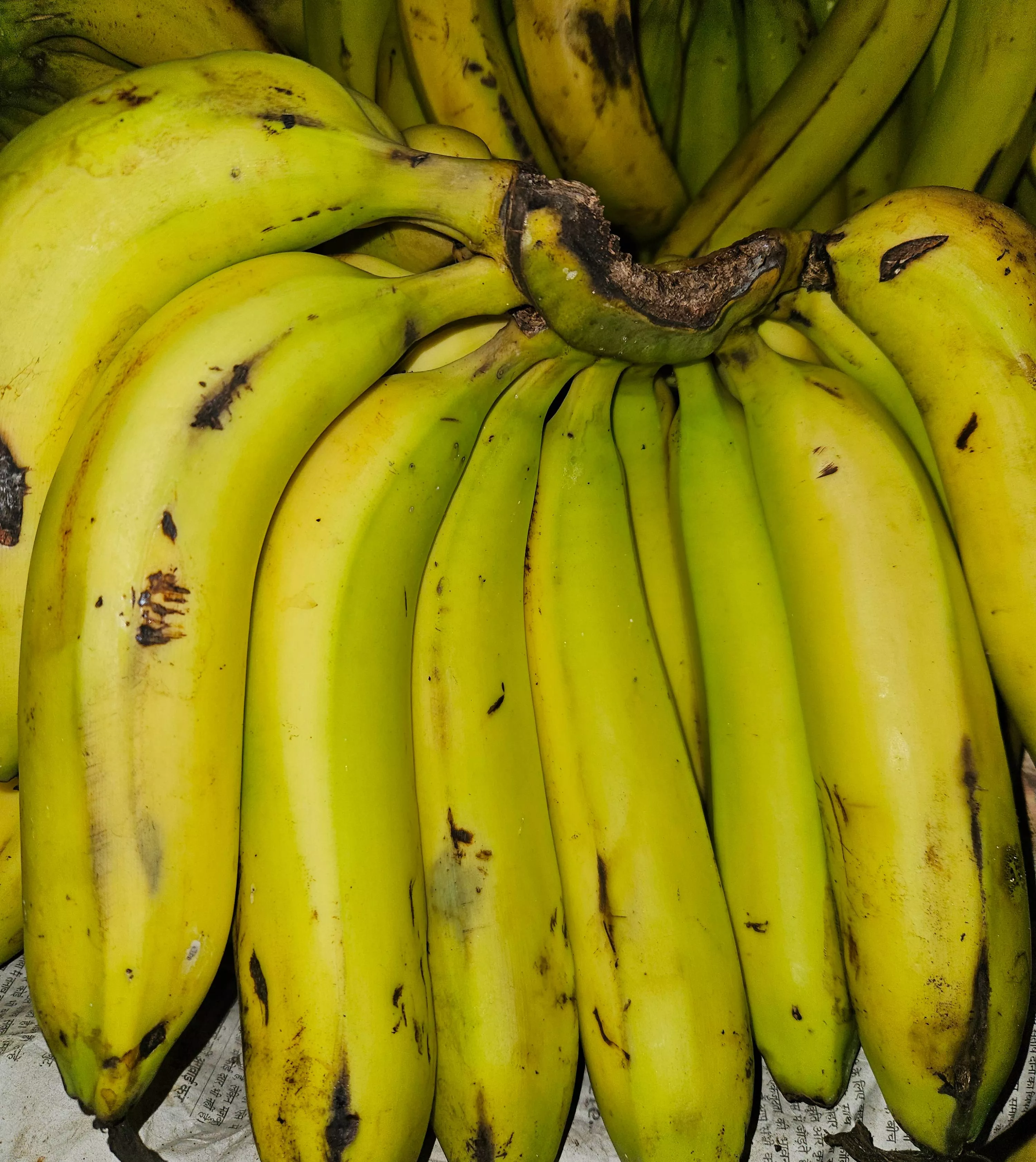 Fresh Cavendish Bananas in [Location (city only)] - Ripe and Delicious -  - Buy Online at SHARMA FRUIT HOUSE