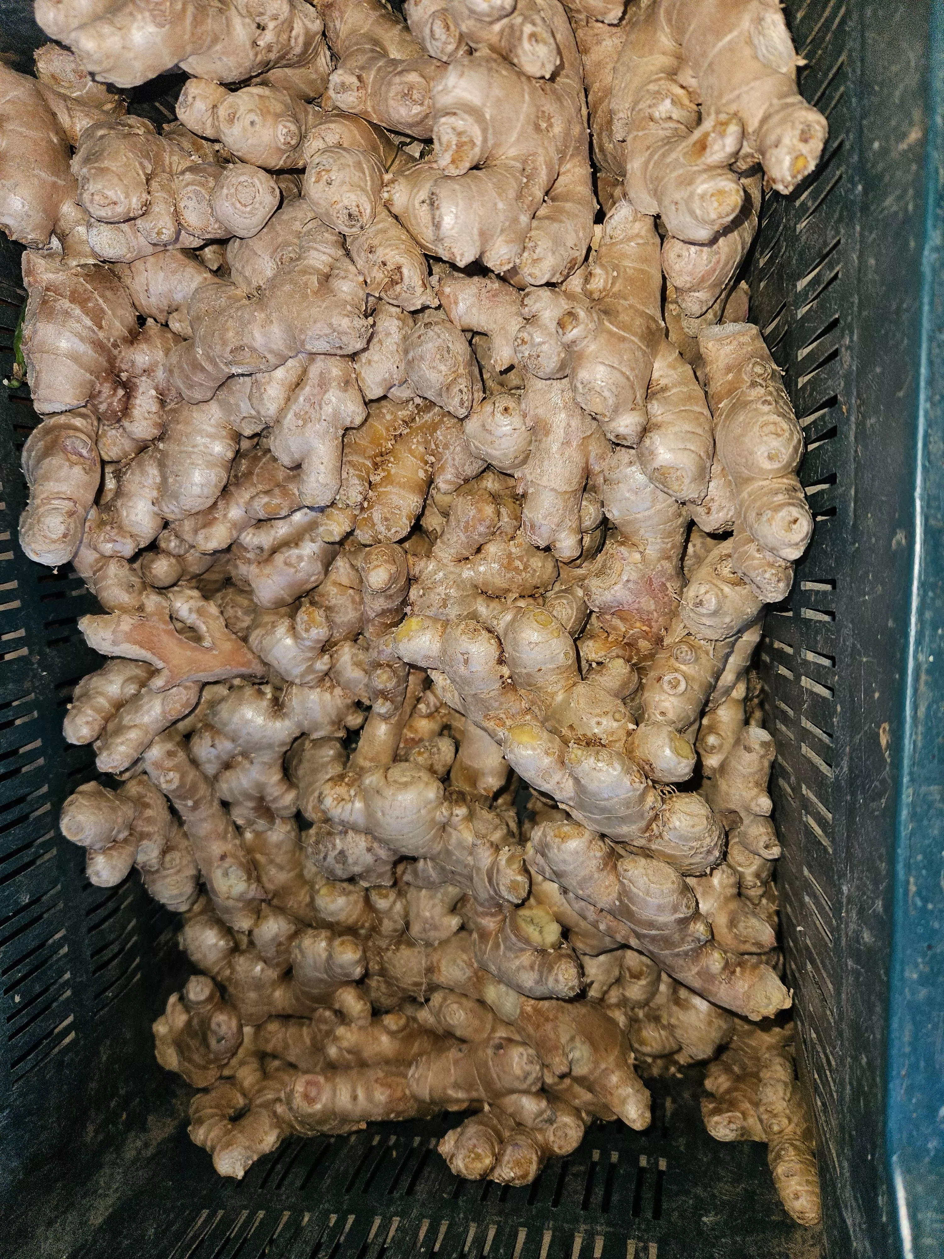 Fresh Ginger Root in [Location (city only)] - Versatile Ingredient for Culinary Delights -  - Buy Online at SHARMA FRUIT HOUSE