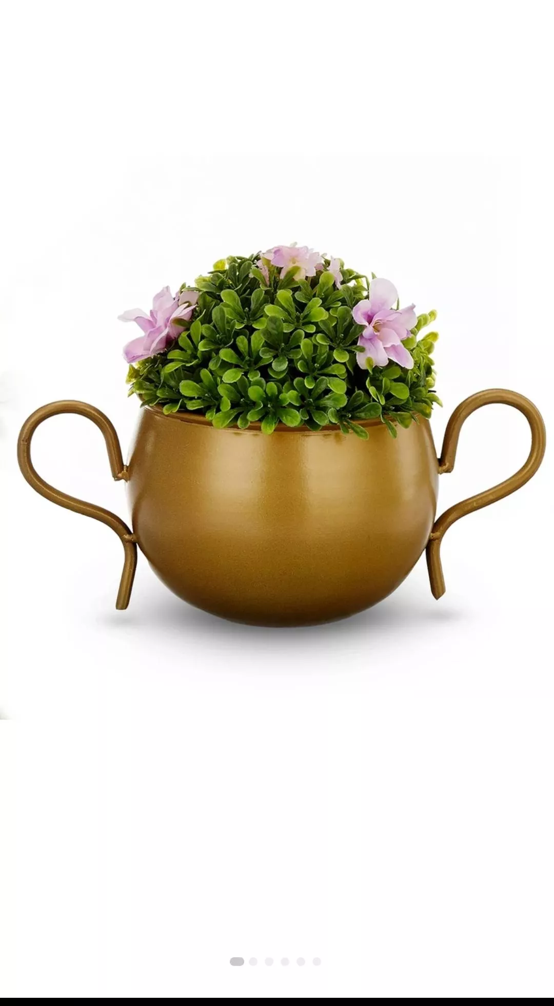 Nursery Stock and Flowers in Dibrugarh - Premium Quality Plants -  - Buy Online at PRAMOD KUMAR TODI