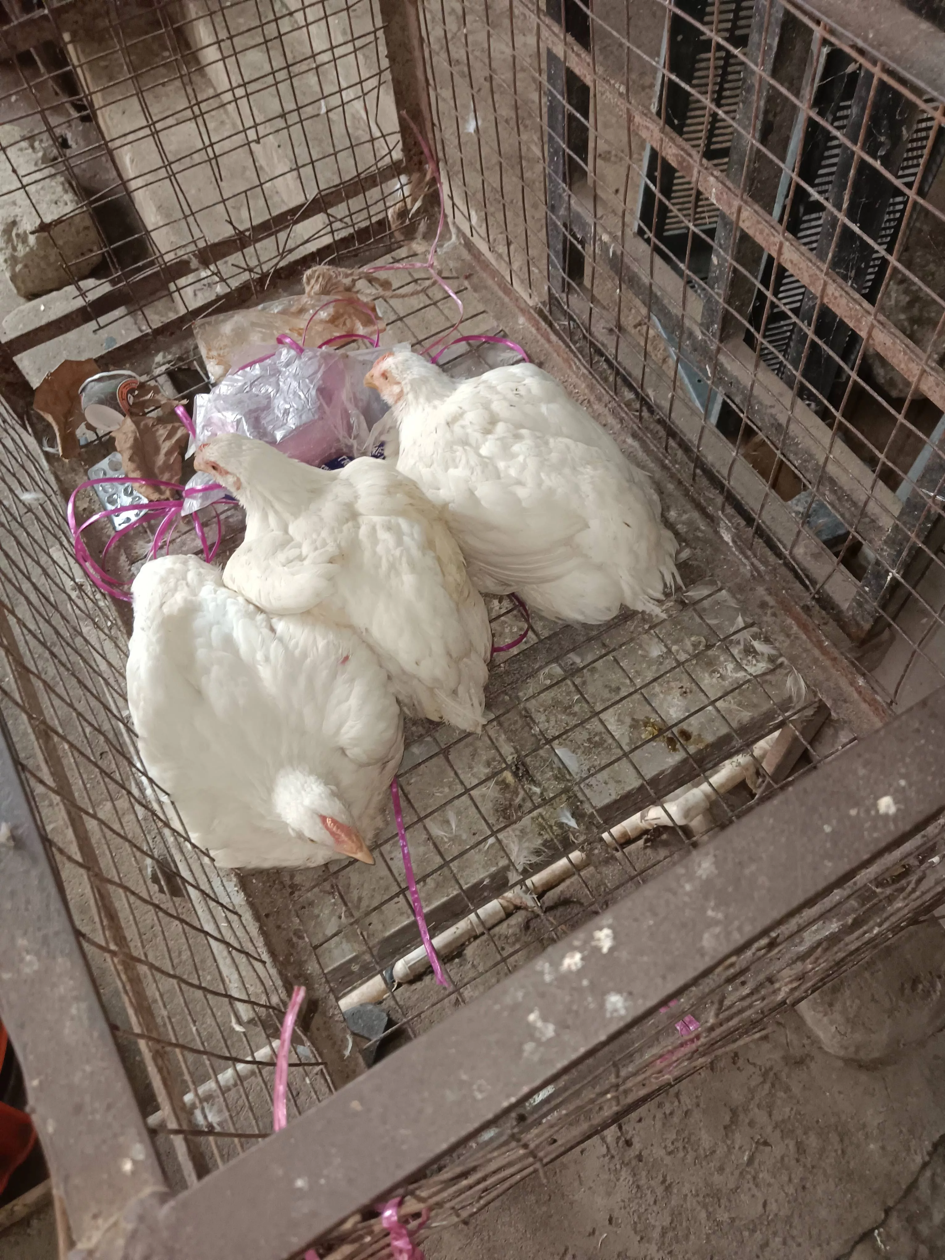 Prathap Chicken Center White Broiler Chicken in Palwancha - Healthy Meat Supply -  - Buy Online at DONTHARABOINA SARVESH