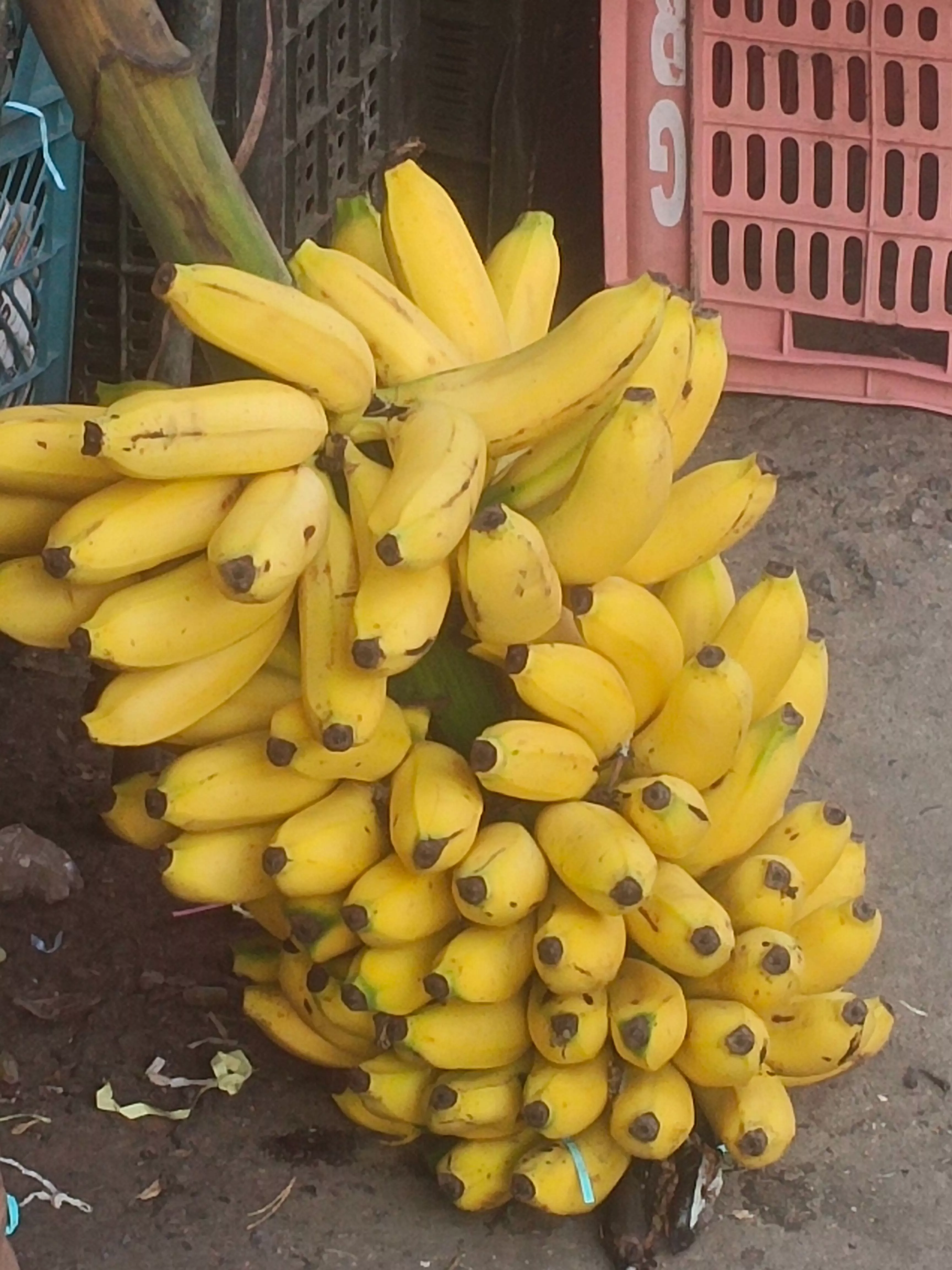 Fruits Banana in Yellandu - Fresh and Nutritious -  - Buy Online at JOGA PAVAN KUMAR