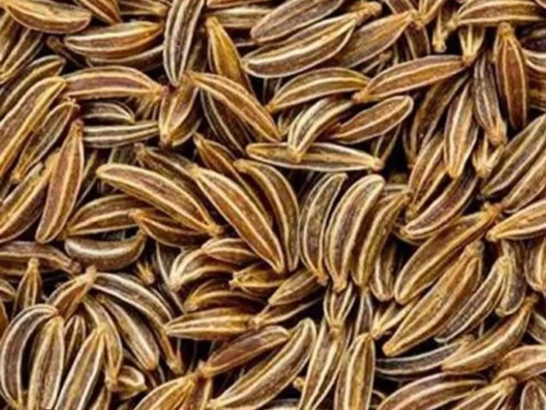 Aakash Traders Cumin Seeds(Shahi jeera) in Samastipur: High-Quality Culinary Essential -  - Buy Online at AAKASH TRADERS