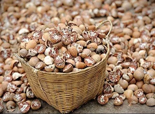 Betel Nuts in Guwahati - Fresh and Flavorful Option -  - Buy Online at YAKSHIT INDUSTRIES
