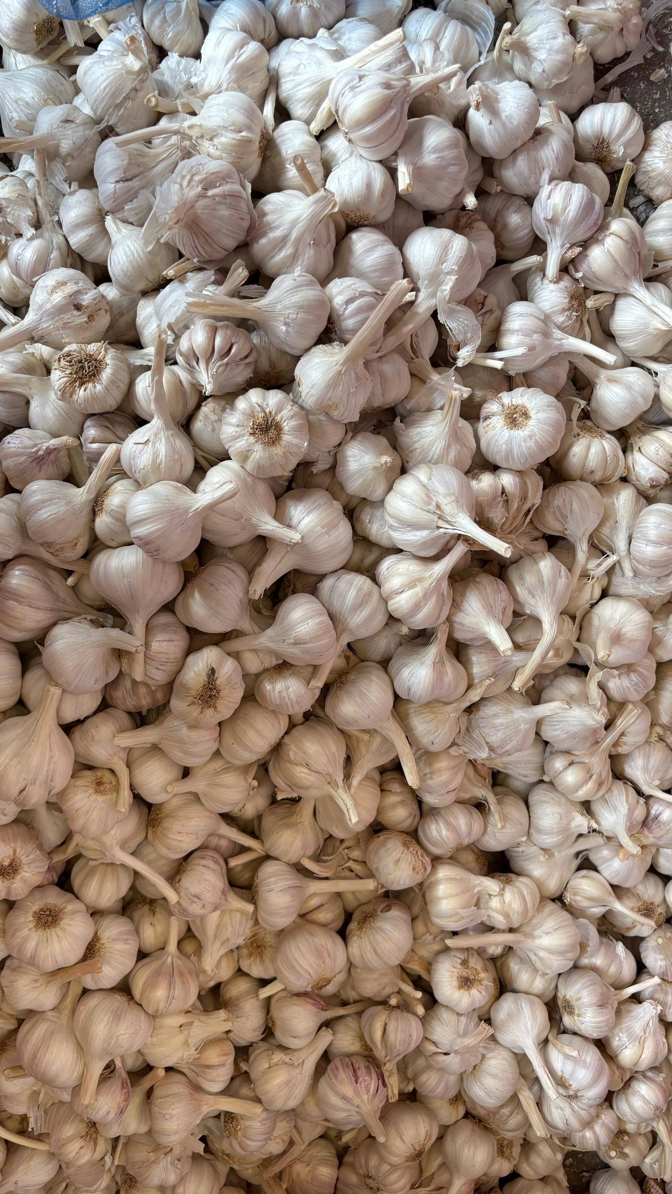 Garlics 1 in Indore Key Feature Gg -  - Buy Online at FARRUKHABAD TRADING COMPANY