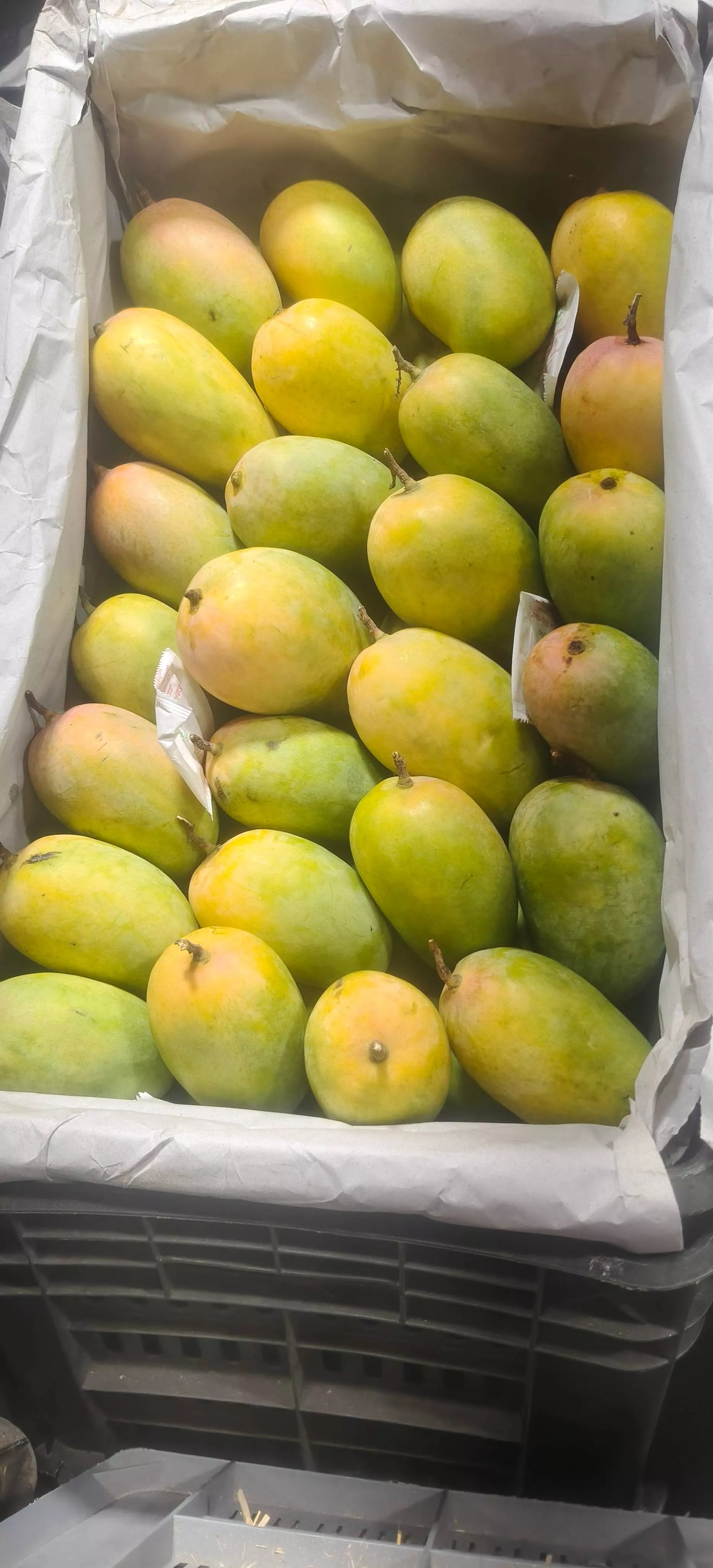 Alphonso Mangoes in Vashi: Juicy and Sweet -  - Buy Online at PANDIT FRUITS SUPPLIER