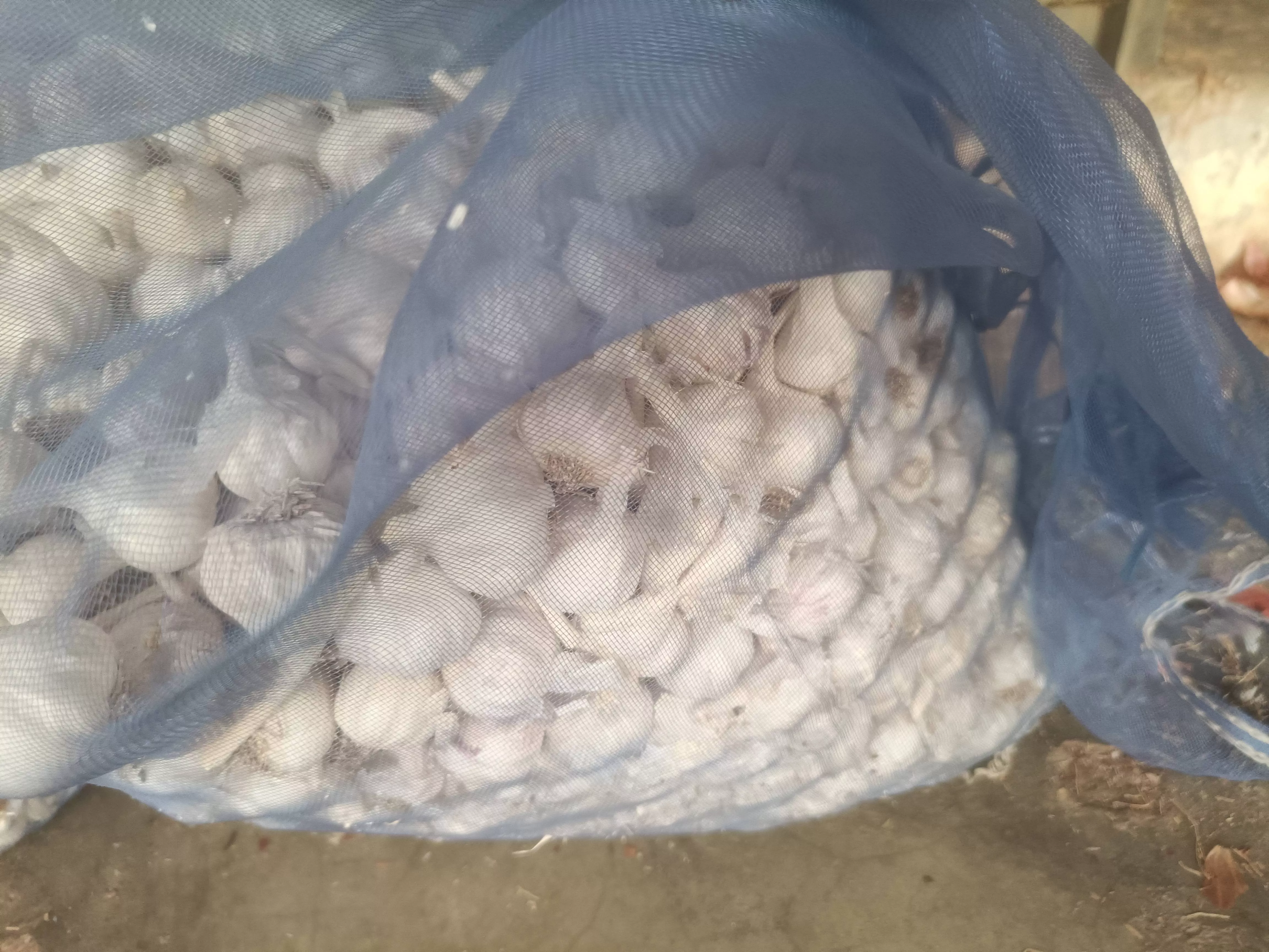 Garlic Bulbs in Autonagar: High-Quality Fresh Garlic Bulbs for Flavorful Meals -  - Buy Online at BUSHRA ONIONS