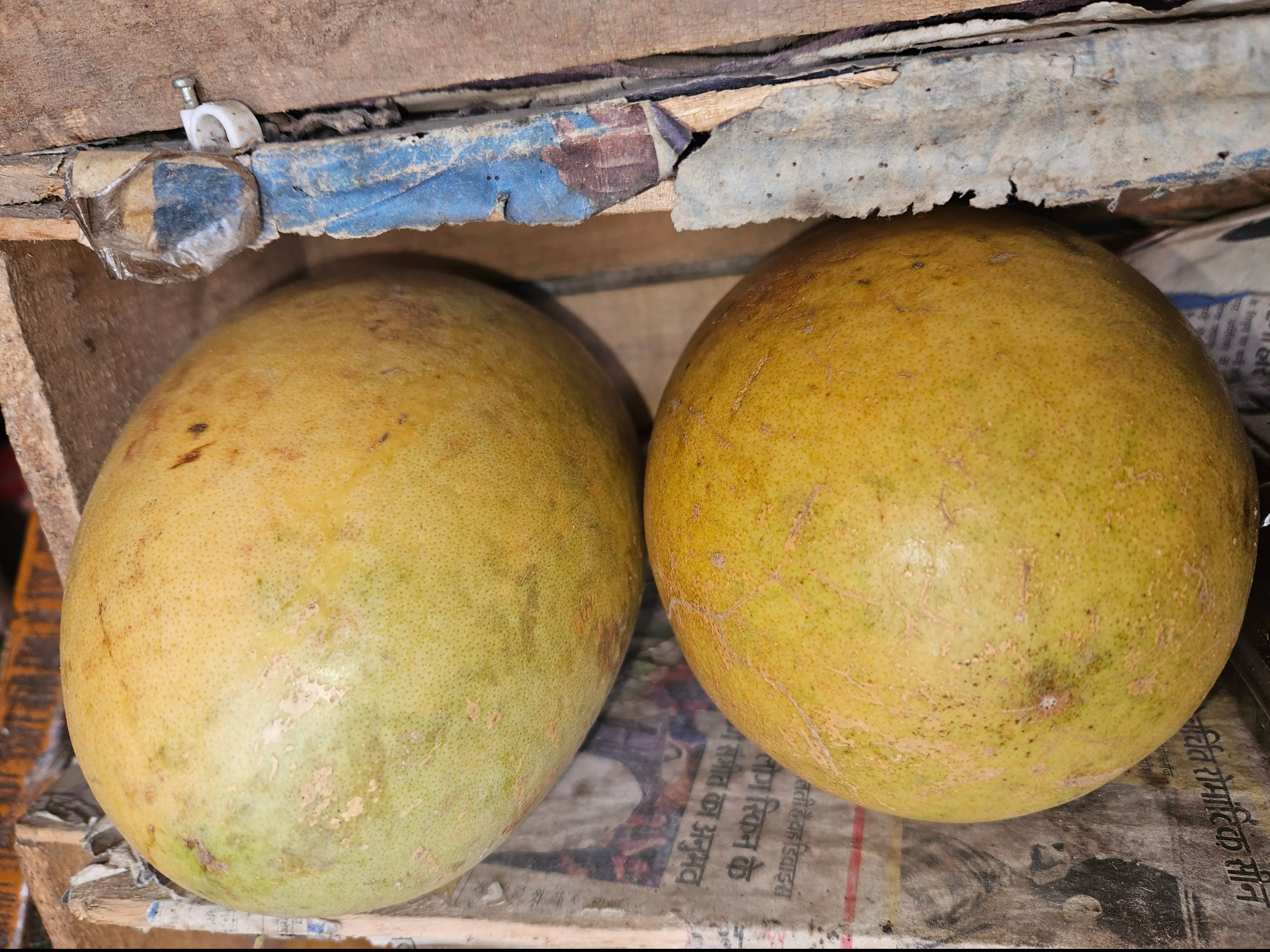 Organic Pomelo in City - Fresh and Nutritious -  - Buy Online at SHARMA FRUIT HOUSE
