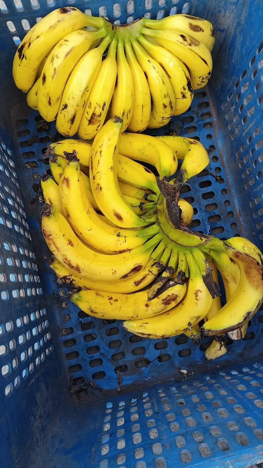 Fresh Yellow Bananas in Amroli: Delicious and Nutritious -  - Buy Online at NABIBHAI FRUITS CENTER