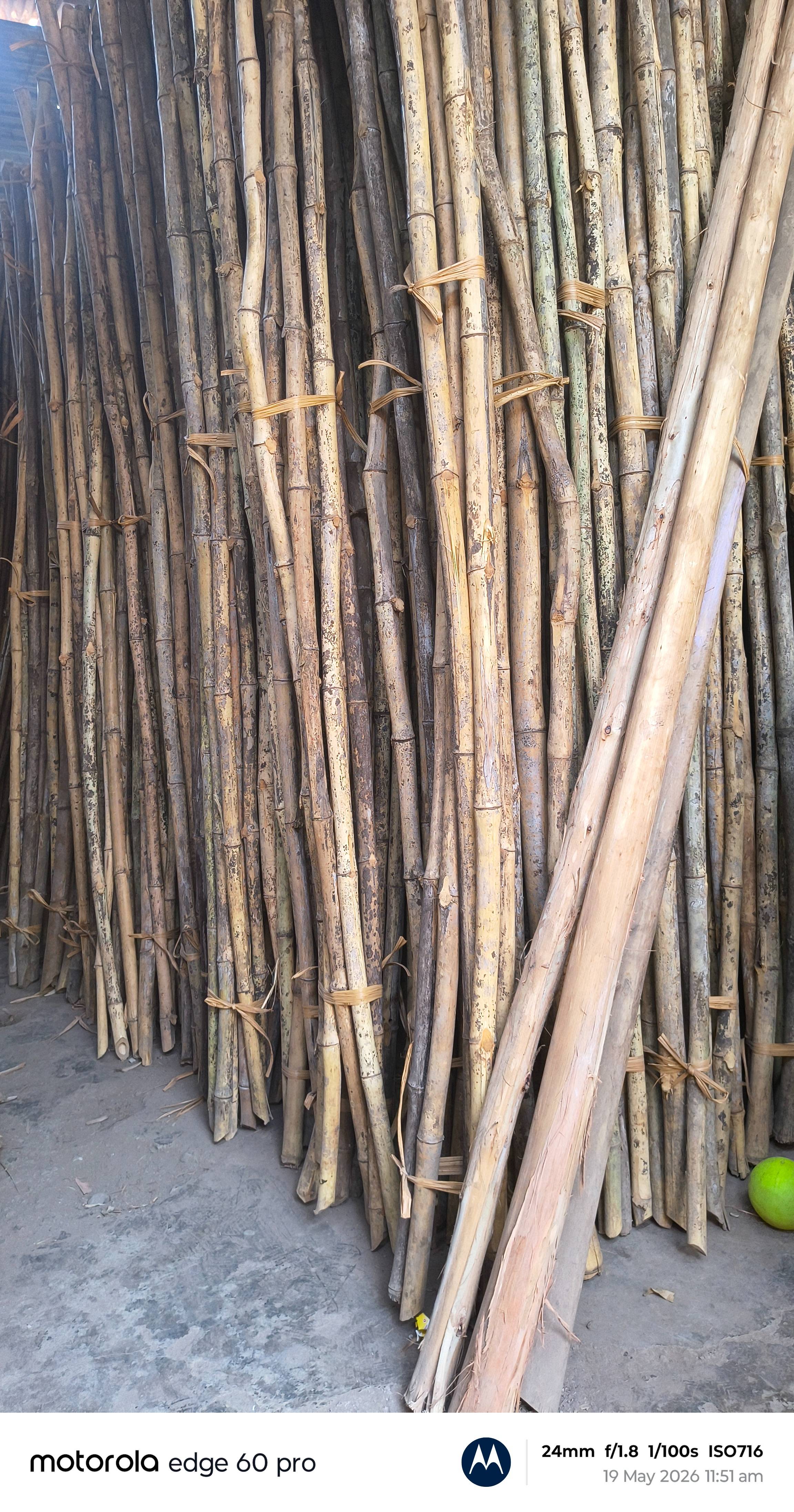 Bamboo Poles in Malkapur: Durable Natural Bamboo Poles -  - Buy Online at MAHAKAL TIMBER MART