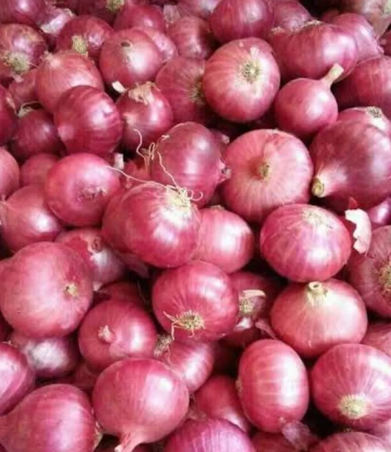 Vishal VEGITABLE AND FRUIT SHOP Onion in Hatli Himachal Pradesh for Flavorful Cooking -  - Buy Online at VISHAL SONI