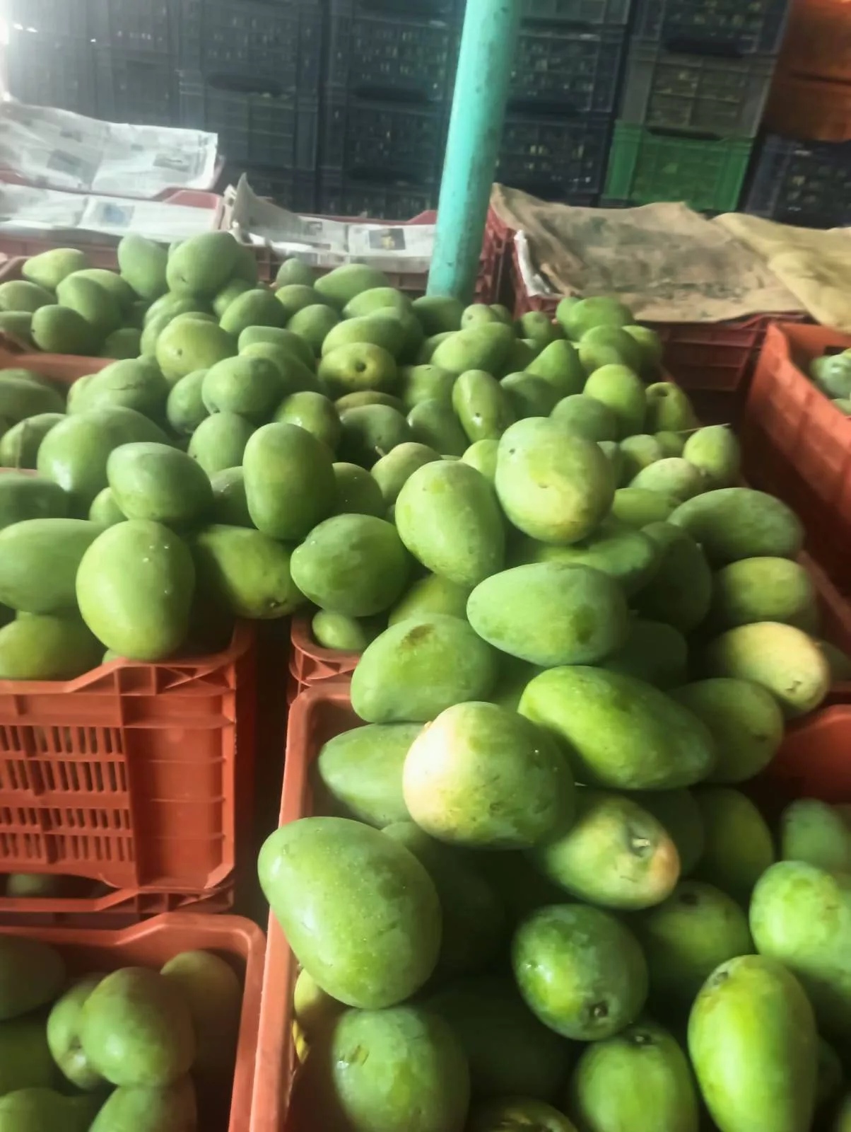 Fresh organic raw mangoes from TOFIK SHAH, DHARAMPURI — vibrant green, perfect for traditional recipes and pickles. - Image 1