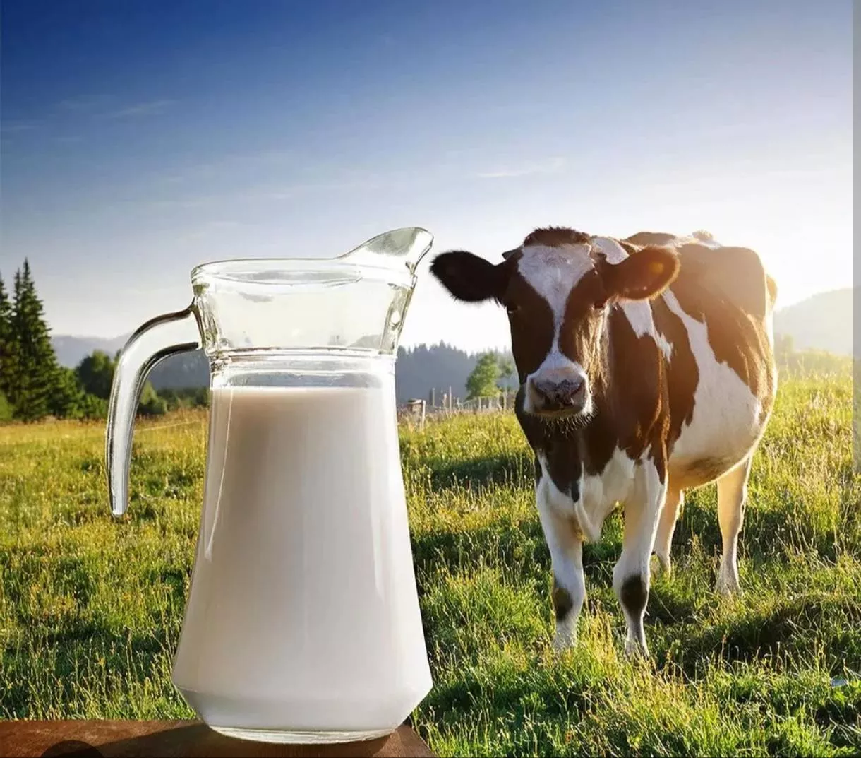 Fresh cow milk in a glass from Pehowa, showcasing its creamy texture and nutritional richness, served in Ismailabad.