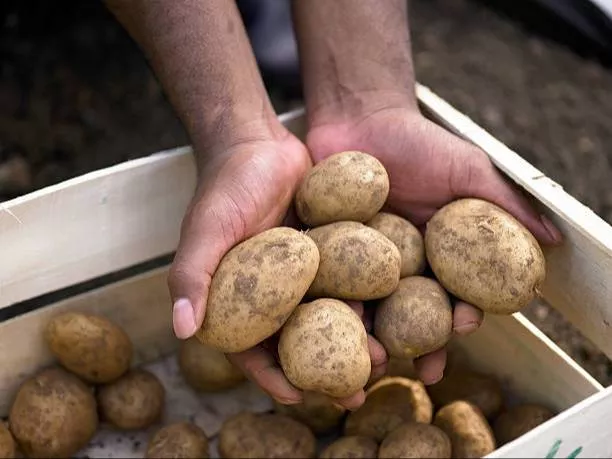 Potato 1 kg - Image 2