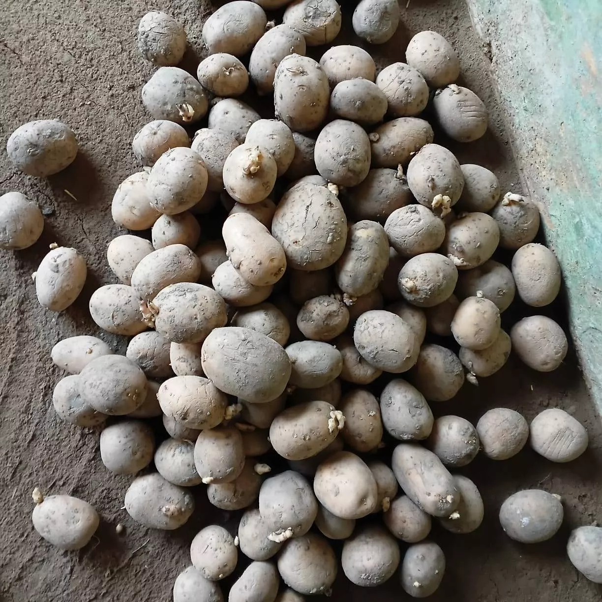 Fresh and nutritious Aaloo Product from Village Kuwarpur in PAHASU, showcasing its vibrant color and healthy appearance.