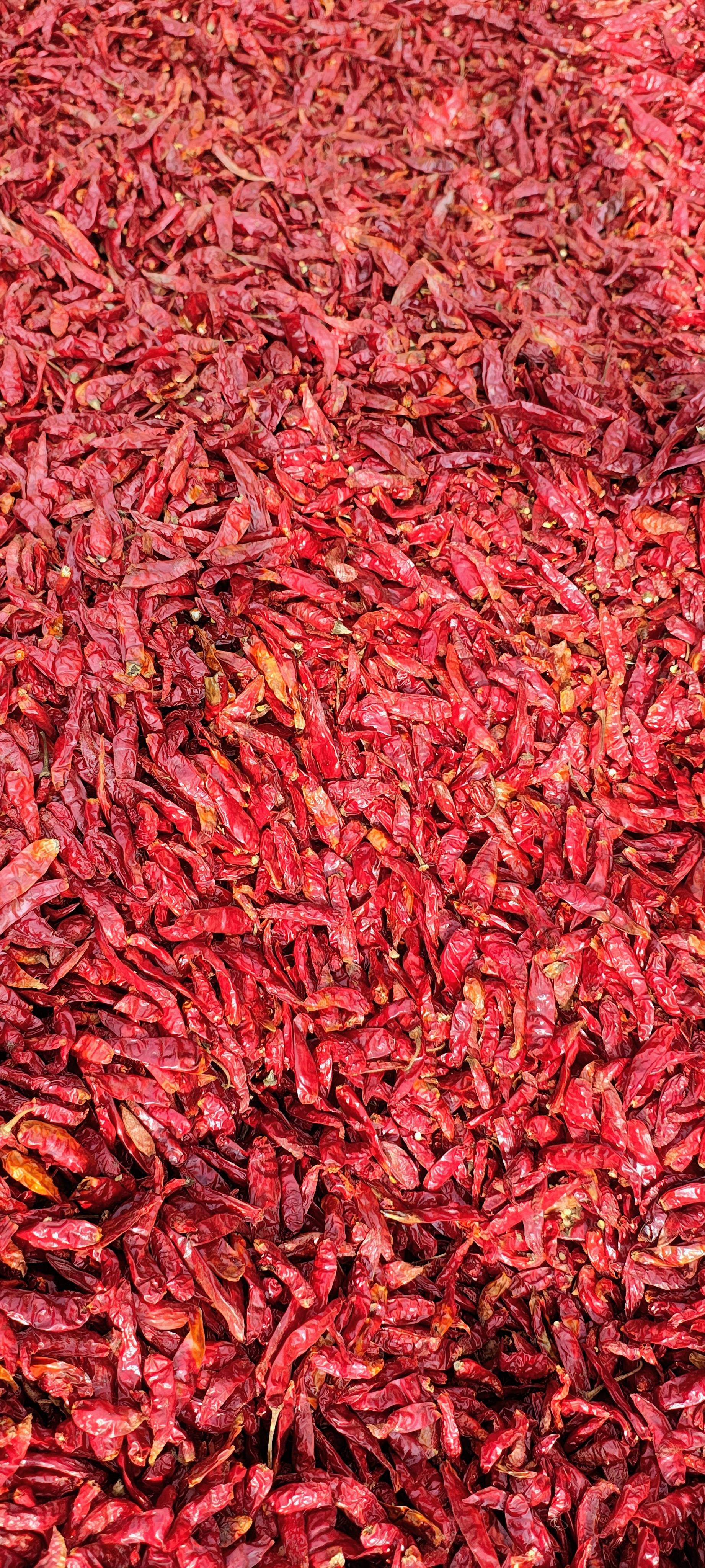 Finely ground red chilli powder in a bowl, vibrant red color, showcasing its spice quality and freshness, from SHANKAR in Son - Image 2