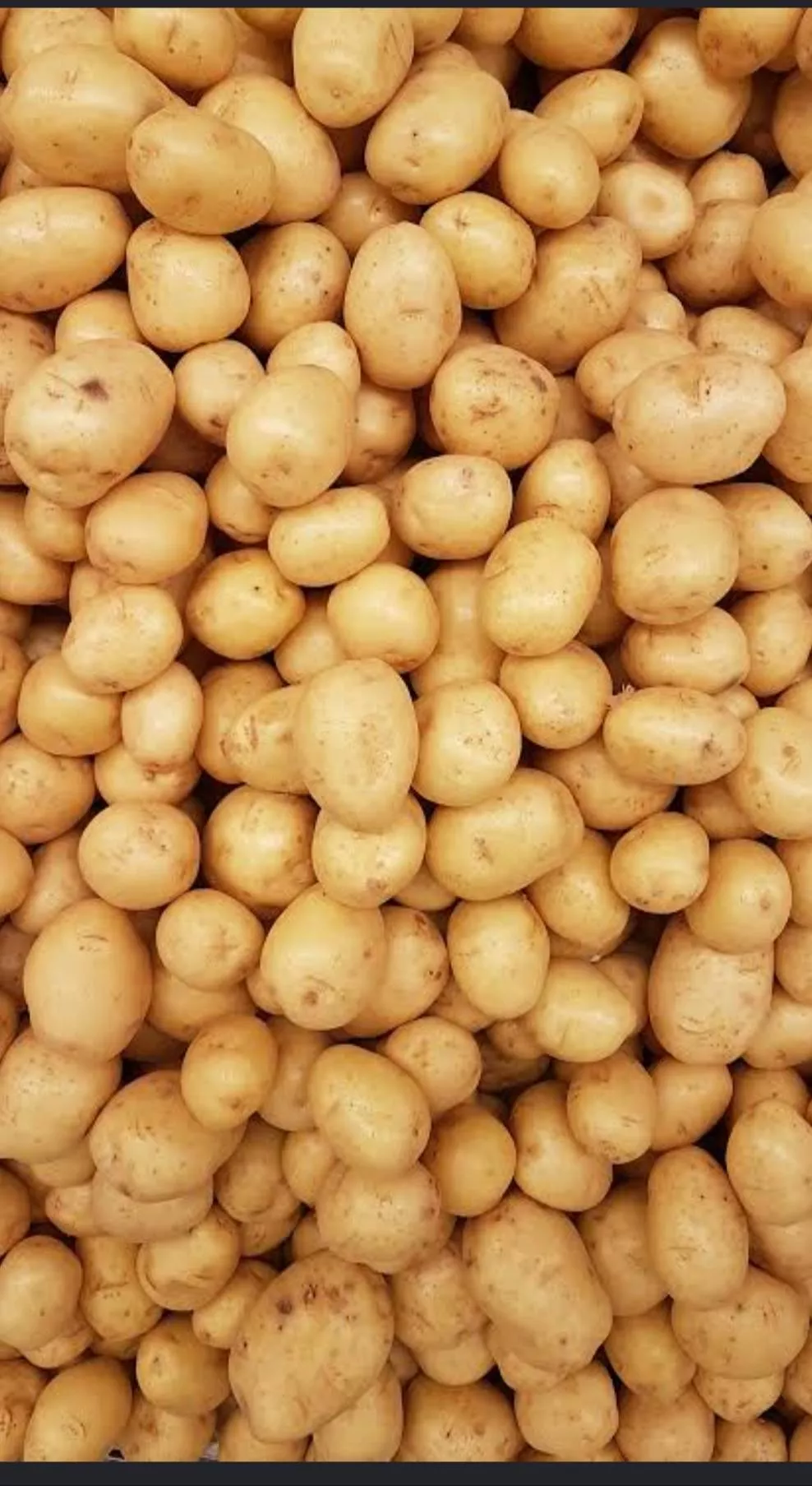 Fresh Aaloo in Anupshahr displayed in a grocery store in SIYANA, showcasing its quality and vibrant appearance.
