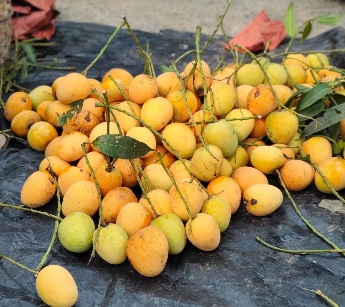 BHOLE BABA FRUIT SUPPLIERS - Mango Fruits in TWA Bazar Bongaongolden in TWENTYFOUR NORTH PARGANAS