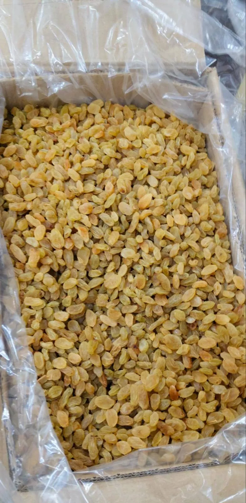 OM ESSENCE AND DRY FRUITS - Premium Golden Raisins from Tiruchirappalli in TRICHY