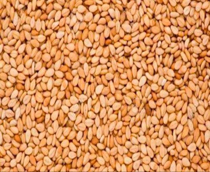 Colorful array of premium seeds for gardens in SIYANA